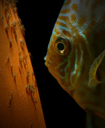 copyright R. Callewaert